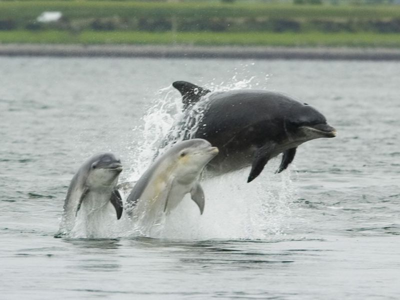 Dolphin image.