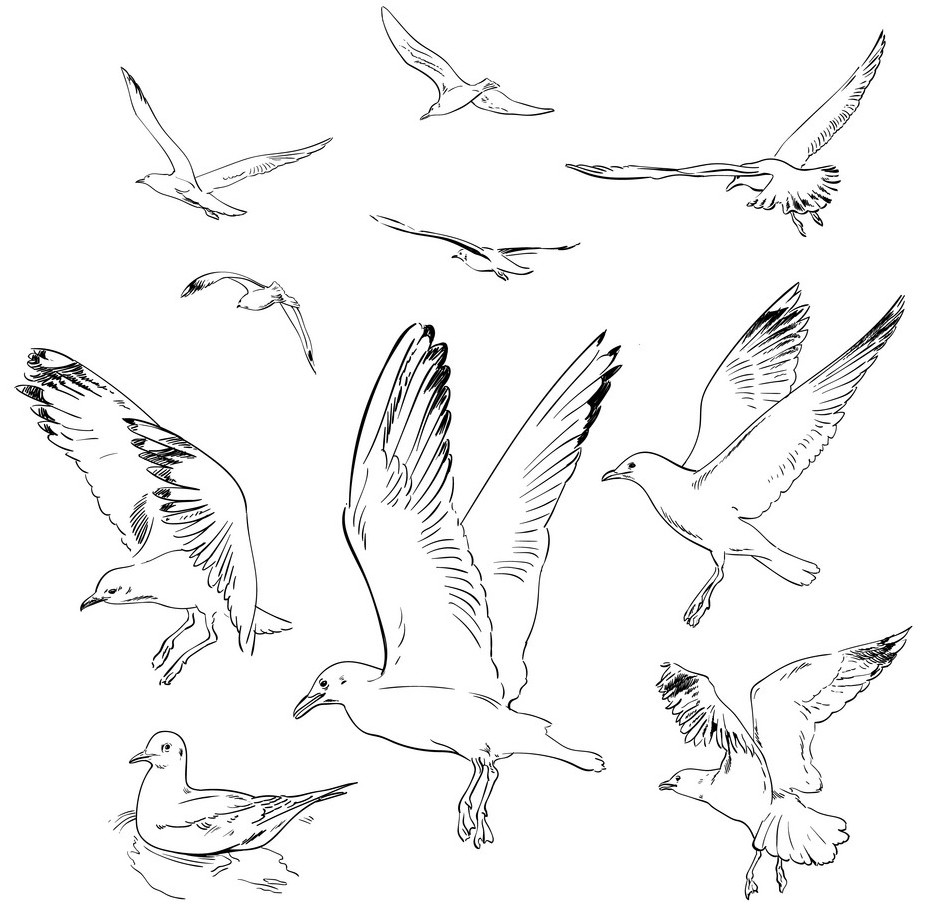 Seagulls image.